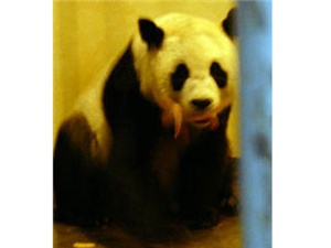 Baby panda born in Thailand from Lin Hui thumbnail