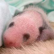 Four panda’s names  for vote thumbnail