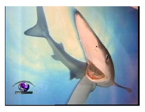 Planet Ocean exhibition in Bangkok carries important message thumbnail