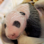 Young panda growing steadily as zoo officials prepare to open her to public in July thumbnail