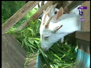 Goat Farm In Thalang Phuket thumbnail