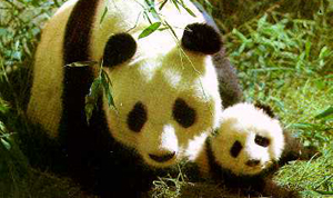 Father of panda cub celebrates 9th birthday today thumbnail