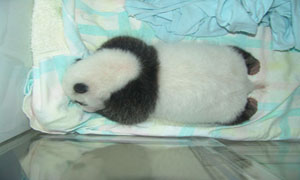 Chiang Mai Zoo celebrating Panda  101st day of Lin Ping´s life thumbnail