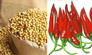 GMO soy bean, chili found mixed in local farms thumbnail